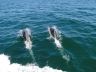Dauphins.jpg